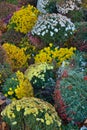 Frozen flowers, Chrysanthemum